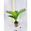 CYCAS REVOLUTA