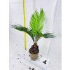 CYCAS REVOLUTA