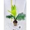 CYCAS REVOLUTA