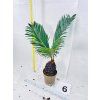CYCAS REVOLUTA