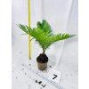 CYCAS REVOLUTA