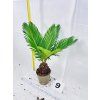 CYCAS REVOLUTA
