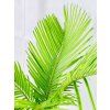 CYCAS REVOLUTA