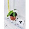 PHILODENDRON SPIRITUS SANCTI