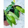 PHILODENDRON SPIRITUS SANCTI