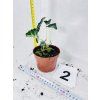 ALOCASIA LOCO