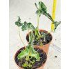 ALOCASIA LOCO