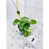 HOYA AUSTRALIS