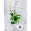 HOYA AUSTRALIS