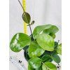 HOYA AUSTRALIS