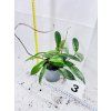 HOYA PUBICALYX SILVER SPOT