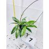 HOYA PUBICALYX SILVER SPOT