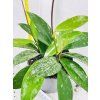 HOYA PUBICALYX SILVER SPOT