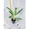 AGLAONEMA MATCHA LEMON
