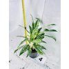 AGLAONEMA MATCHA LEMON