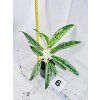 AGLAONEMA MATCHA LEMON