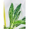 AGLAONEMA MATCHA LEMON