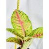 AGLAONEMA GRAND POPPY