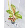 AGLAONEMA PAINTED CELEBRATION