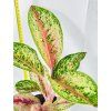 AGLAONEMA PAINTED CELEBRATION