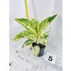 AGLAONEMA POLAR SPRINGTIME