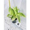AGLAONEMA POLAR SPRINGTIME