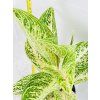 AGLAONEMA POLAR SPRINGTIME