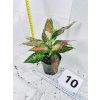 AGLAONEMA CRIMSON LOVE