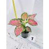 AGLAONEMA CRIMSON LOVE