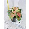 AGLAONEMA CRIMSON LOVE