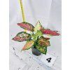 AGLAONEMA CRIMSON LOVE
