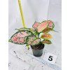 AGLAONEMA CRIMSON LOVE