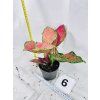 AGLAONEMA CRIMSON LOVE