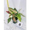 AGLAONEMA CRIMSON LOVE
