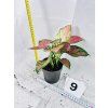 AGLAONEMA CRIMSON LOVE