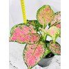 AGLAONEMA CRIMSON LOVE