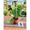 ANTHURIUM MAGNIFICUM