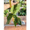 ANTHURIUM MAGNIFICUM