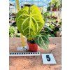 ANTHURIUM MAGNIFICUM