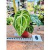 ANTHURIUM MAGNIFICUM