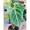 ANTHURIUM MAGNIFICUM