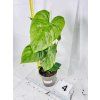 PHILODENDRON MAJESTIC