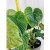 PHILODENDRON MAJESTIC