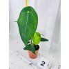 ANTHURIUM PELTIGERUM