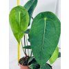 ANTHURIUM PELTIGERUM