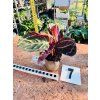 CALATHEA ROSEOPICTA DOTTIE