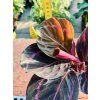 CALATHEA ROSEOPICTA DOTTIE