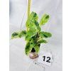CALATHEA YELLOW FUSION