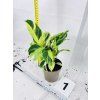 CALATHEA YELLOW FUSION