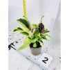 CALATHEA YELLOW FUSION